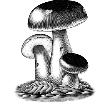 Detailed Mushroom Illustration plant sticker - TenStickers