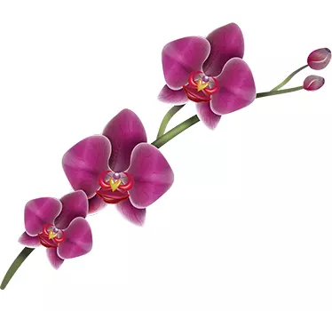 Orchid Flower Wall Sticker - TenStickers
