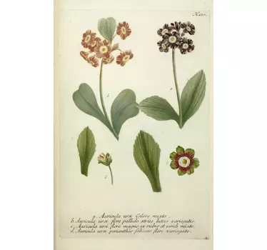 Auricula Flower Illustration Sticker - TenStickers