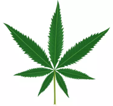 Marijuana plant wall sticker - TenStickers