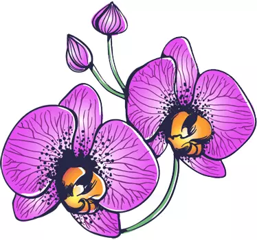 Orchid Flowers Decal - TenStickers