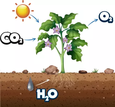 Photosynthesis diagram educational plant wall sticker - TenStickers