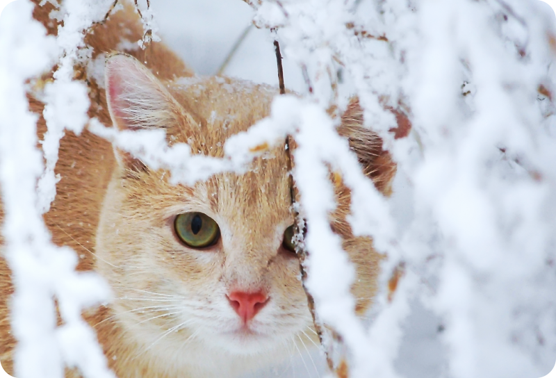 Animal vinyl rug cat with stalactite - TenStickers