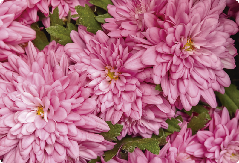 Pink floral spring floral vinyl rug - TenStickers