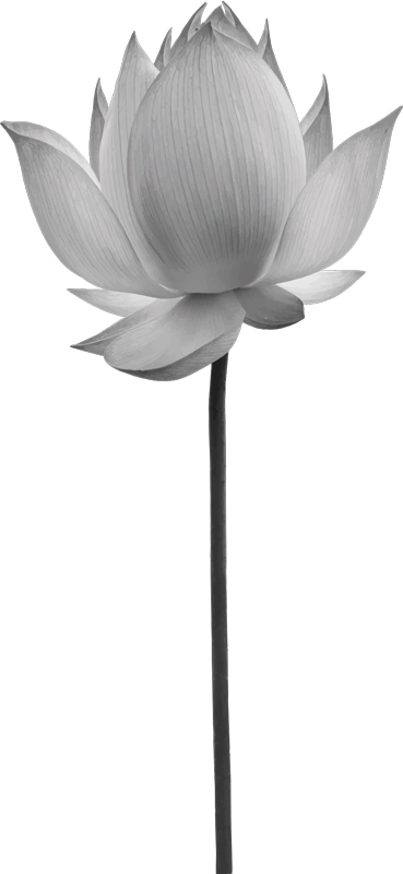Bedroom vinyl rug lotus solitary flower - TenStickers