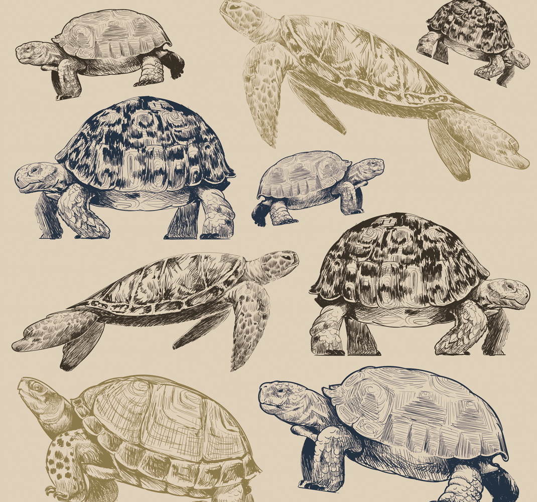 Turtles beige background animal vinyl rug - TenStickers