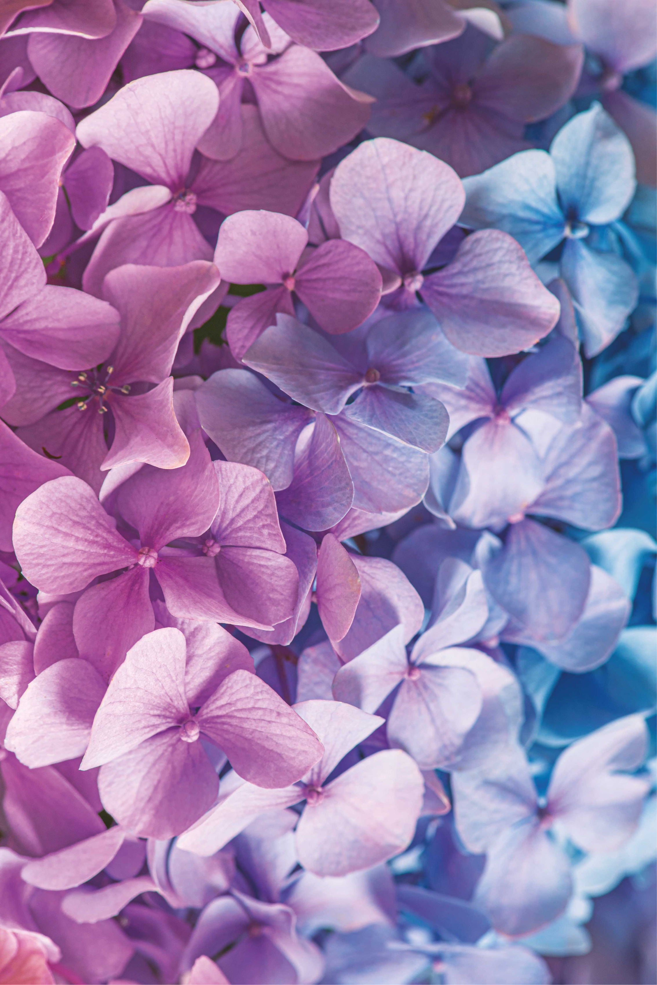 Purple vinyl rug with assorted hydrangea flowers - TenStickers