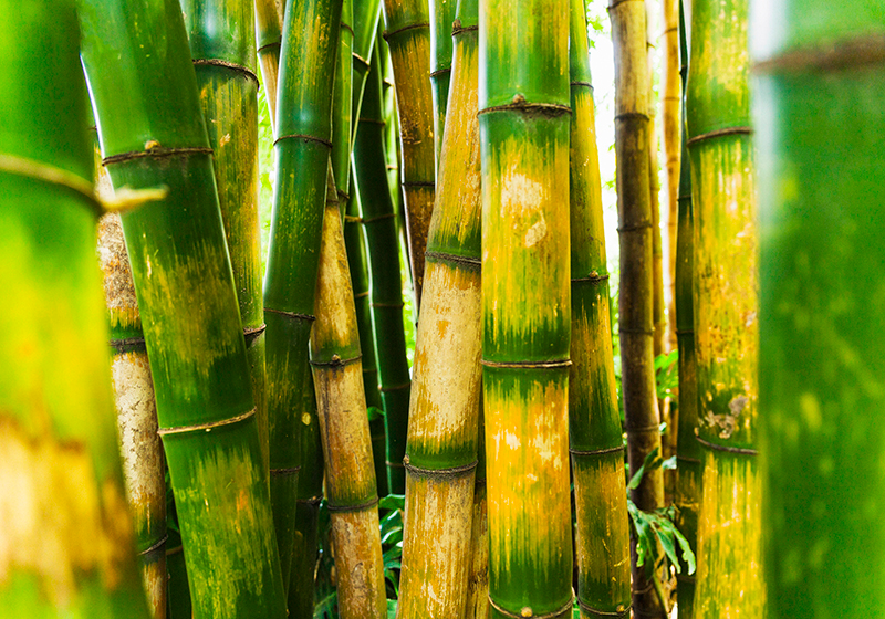 Green vinyl rug bamboo forest scene - TenStickers