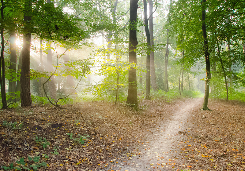 Green vinyl rug forest trail calm - TenStickers