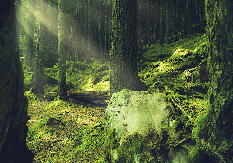 Green vinyl rug nature-inspired mossy rocks - TenStickers