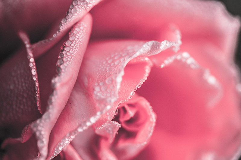 Dewy Rose Petals floral vinyl rug - TenStickers