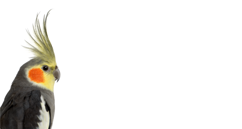 Cockatiel silhouette animal vinyl rug - TenStickers