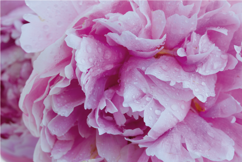 Roseate Peony Bloom floral vinyl rug - TenStickers