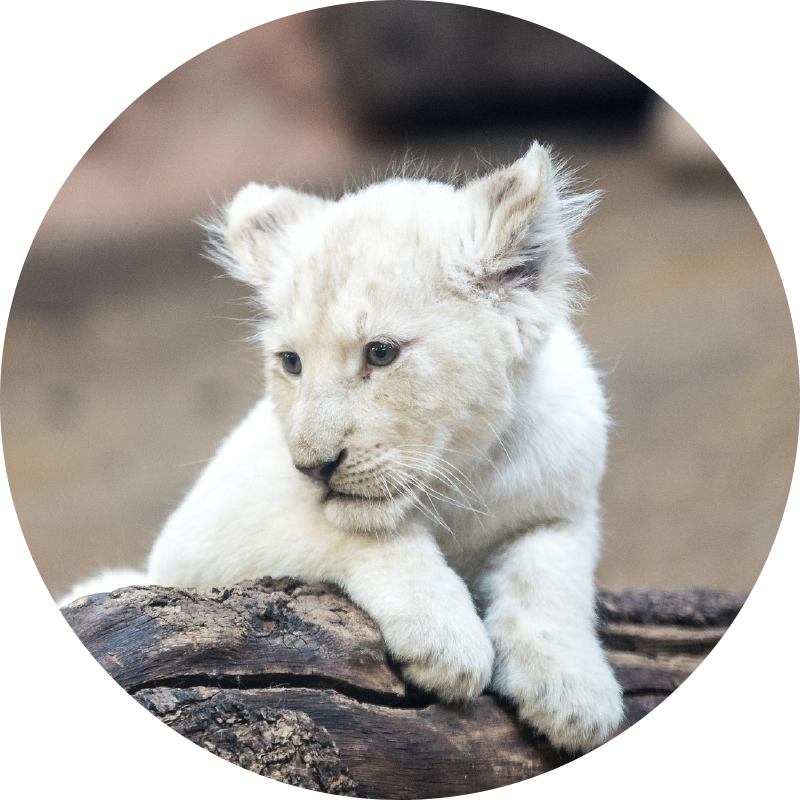 White lion cub animal vinyl rug - TenStickers