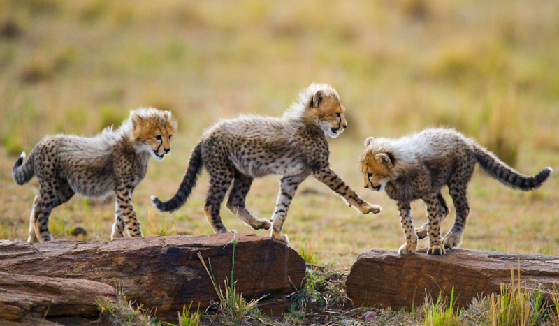 Cheetah cubs adventure animal vinyl rug - TenStickers