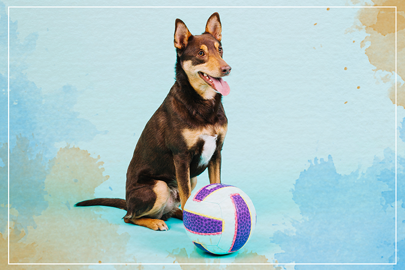 Playful Canine Companion animal vinyl rug - TenStickers