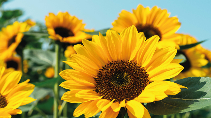 Bright sunflower design floral vinyl rug - TenStickers