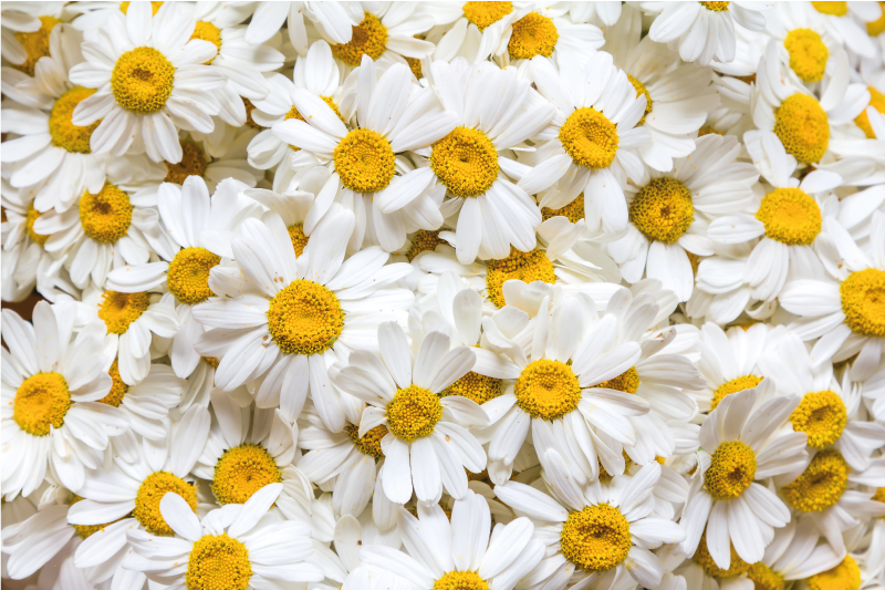Daisy flowers image floral rug - TenStickers