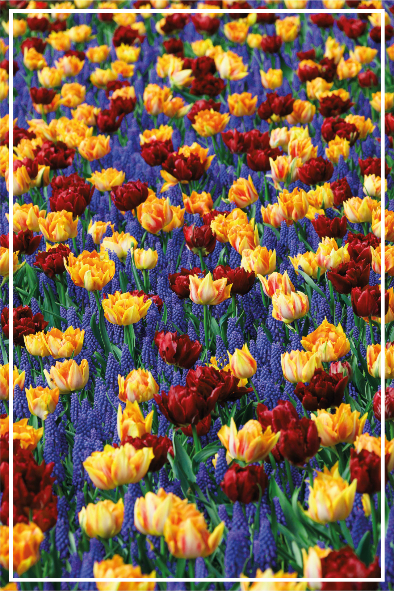 Floral vinyl rug tulip garden design - TenStickers