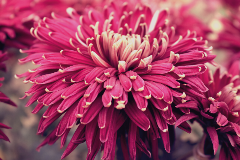 Realistic chrysanthemum floral vinyl rug - TenStickers