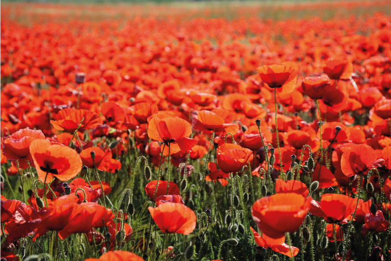Vibrant Red Poppies floral vinyl rug - TenStickers