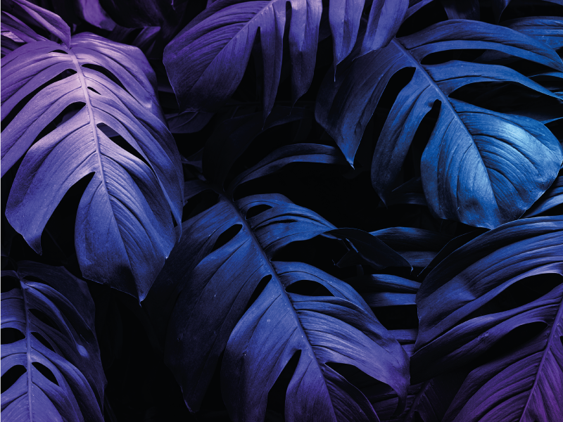 Tropical Leaf Design floral rug - TenStickers