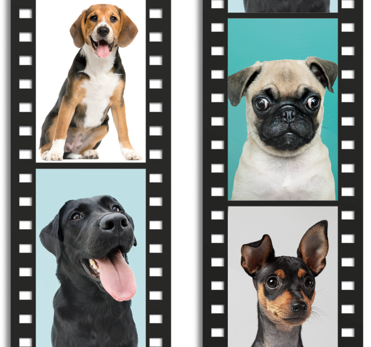 Canine Filmstrip cute dog wallpaper - TenStickers